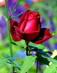 flores에 있는 Sire Milan님의 핀