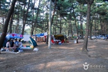 Mongsanpo Beach (몽산포해수욕장) | Korea tourism, Tourism, Beach