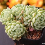 설탕공주 군생 C5312 - 다육식물(Succulents) 설탕공주 군생 C5312 - 다육식물(Succulents) | Rare succulents, Succulents, Unusual