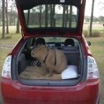 ᴄᴀᴛꜱ에 있는 핀 Pin by Ⓓⓐⓘⓙⓞⓤⓑⓤ on meme | Capybara, Weird animals, Baby guinea pigs
