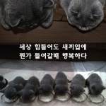 내새끼