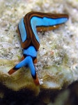 Reef에 관한 68개의 최상의 Pinterest 이미지 | Beleza, 생선 및 열대 물고기 Reef