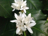 Coffee blossom | Flores