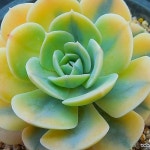 마케베니아금4190(E. agavoides Akaihosi) - 다육식물(Succulents) | 다육 식물, 농장