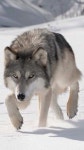 Wolf의 최고 인기 이미지 205개 | 늑대, 생각 및 샤머니즘 Wolf