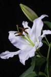 Pin de 석영 송 em 천아트 | Desenhos de flores, Flores brancas, Imagens de flores