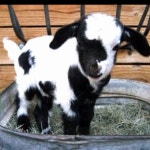 Goats에 관한 40개의 최상의 Pinterest 이미지 | 염소, 농장 동물 및 아기 염소 Goats