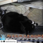 저체온.기력없음의 남자아이..동대문구에서 동구협으로 들어갔습니다.. . 199번피드아이 구조해주… | Home goods