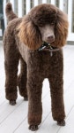 Brown Standard Poodle More #poodlegrooming | 스탠다드 푸들, 푸들