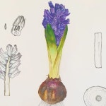 Botanical Artist 신소영 on Instagram: “연세대 미래교육원 보태니컬아트 전문가과정 수강생 박*정님 히야신스”