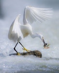 from500px:쇠백로 by 55abk | Pet birds, Beautiful birds, Colorful birds
