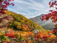 Hwadam Forest 화담숲 - IVisitKorea Hwadam Forest 화담숲 - IVisitKorea in 2024 | Pine garden, Bonsai garden, Hydrangea garden