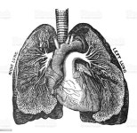 Pin page Pin by Sjin on 장기 | Scientific illustration, Anatomy art, Human anatomy chart