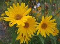 Pin by 기원 김 on Flower | Plants, Garden, Flowers