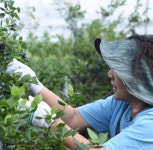 Pin by 폴개예쁜mom제주위미공방 on 제주 농부 이야기 in 2021
