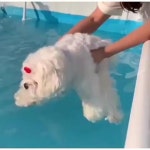 Stinking cute에 있는 핀