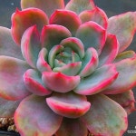 오리온금4191(E. Orion) - 다육식물(Succulents)