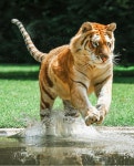 TIGRES에 있는 GREAT FELINES님의 핀 - 2021