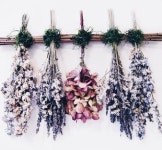 pinterest: @shonirose | 드라이 플라워, 꽃 디자인, 압화
