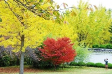 [경주 가볼만한 곳]은행나무가 아름다운 경주 용담정(동학 발상지) | 아름다운, 여행, 입구 문