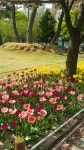 김해 연지공원 - 2020 | 꽃