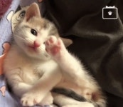 자기 발 보라는 아기 고양이‥