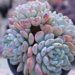 동영상]비얀트(자연)4-70(E. Viyant) - 다육식물(Succulent)