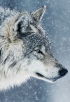 1에 관한 54개의 최상의 Pinterest 이미지 | 여우, 늑대 정령 및 야생 동물 1