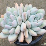 후레뉴 쌍두(Pachyphytum cv Frevel) - 다육식물(Succulents) - 2023 | 다육 식물, 식물