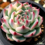 치와와금 6-1697(E. chihuahuaensis) - 다육금(Variegated)