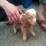 Goats에 관한 42개의 최상의 Pinterest 이미지 | 아기 염소, 염소 및 농장 동물 Goats