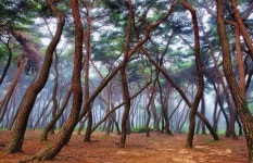 Misty Forest Misty Forest | 자연 사진, 마법의 숲, 풍경 사진