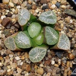 (특가)(추가할인)취성만상(중묘) 105-4(Haworthia maughanii) - 하월시아(Haworthia)