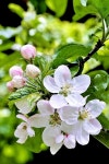 Flower에 관한 23개의 최상의 Pinterest 이미지 Flower