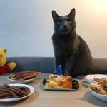 . 내 꼬양이. 아프지만 마세요   . 내 꼬양이. 아프지만 마세요 | Cats