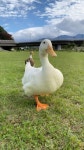 #コールダック #アヒル #鳥 #鸭 #오리 #duck #あひる #ducks #birds #かわいい #cute #nature #spring #桜 #お花見 #karoo #sora... 