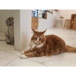 #카페루키 제법 잘 노는 #메인쿤고양이 통키💓 . . . ✔ #천안 두정동 1338번지 주차가능 ⛾  #왕발#호랑이얼굴🐯#백호얼굴#귀요미... 