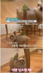 댕댕이랑 붙어다니는 앵무새 #2 : 네이버 블로그 - 2021 | 앵무새