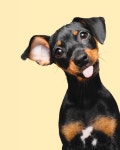Pin by 고도현 on 액자 | Animal photography, Dog photos, Animal photoshoot