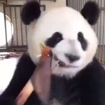 Pin by Anna on 동물 및 반려동물 [Video] | Panda bear, Panda, Panda funny