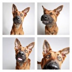 This Photographer Does Photo Booths for Dogs to Increase Adoption and Its Working | 동물
