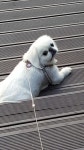 pekingese에 있는 현경 송님의 핀