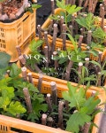 🌱몽라브 무화과 묘목 몽라브 농장의 무화과는 친환경(무농약) 및 GAP 인증을 받아 온실하우스 안에서 정성껏 키우고 있습니다. 품종은 승정... 