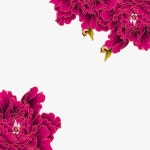 꽃이 피다 | Flowers, Bloom, Plants