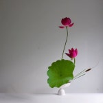 Pin page Kaihua Flower (카이화) - Red and Alluring Lotus