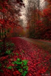 Pretty!에 관한 18개의 최상의 Pinterest 이미지 | 숲, 아름다운 장소 및 La luna Pretty!