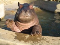 awwww! Cute! Adorable Hippo Playing Peekaboo