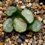 (초특가할인)우의만상(중소묘) 102-38(Haworthia maughanii) - 하월시아(Haworthia)