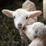 Sheep에 관한 83개의 최상의 Pinterest 이미지 | 농장 동물, 염소 및 시골 생활 Sheep