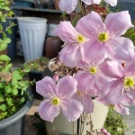 몬티나으아리가 너무예뻐 월동짱잘해 - 야생화(Wild Flower)